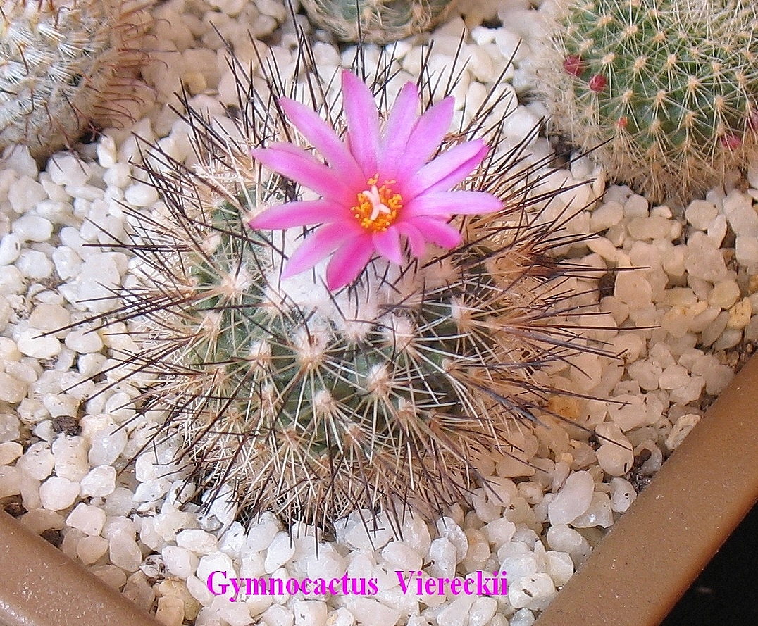 Gymnocactus 2.jpg