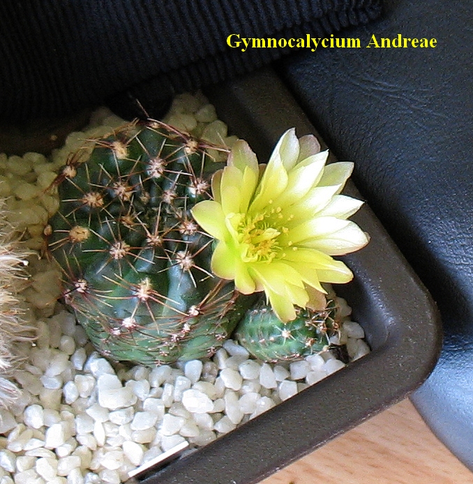 Gymno.jpg